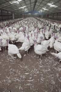 Australian turkey farming - Close to slaughter weight - Captured at Ingham Turkey Farm, Marulan NSW Australia.