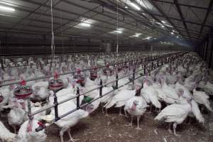 Australian turkey farming - Close to slaughter weight - Captured at Ingham Turkey Farm, Marulan NSW Australia.