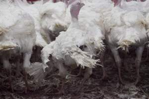 Australian turkey farming - Close to slaughter weight - Captured at Ingham Turkey Farm, Marulan NSW Australia.