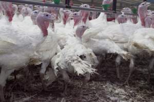 Australian turkey farming - Close to slaughter weight - Captured at Ingham Turkey Farm, Marulan NSW Australia.