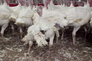 Australian turkey farming - Close to slaughter weight - Captured at Ingham Turkey Farm, Marulan NSW Australia.