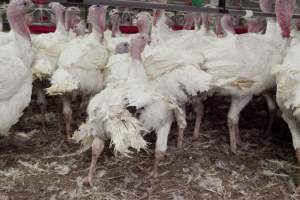 Australian turkey farming - Close to slaughter weight - Captured at Ingham Turkey Farm, Marulan NSW Australia.