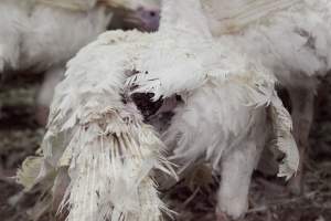 Australian turkey farming - Close to slaughter weight - Captured at Ingham Turkey Farm, Marulan NSW Australia.