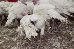 Australian turkey farming - Close to slaughter weight - Captured at Ingham Turkey Farm, Marulan NSW Australia.