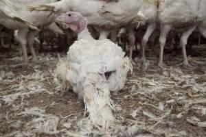 Australian turkey farming - Close to slaughter weight - Captured at Ingham Turkey Farm, Marulan NSW Australia.