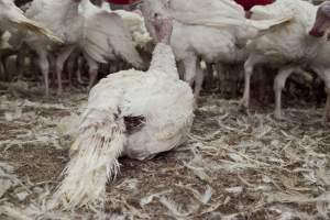 Australian turkey farming - Close to slaughter weight - Captured at Ingham Turkey Farm, Marulan NSW Australia.