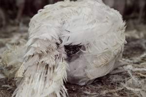 Australian turkey farming - Close to slaughter weight - Captured at Ingham Turkey Farm, Marulan NSW Australia.