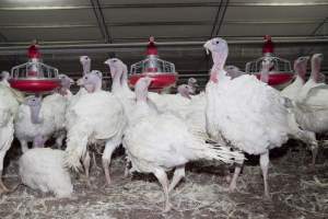 Australian turkey farming - Close to slaughter weight - Captured at Ingham Turkey Farm, Marulan NSW Australia.