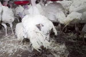 Australian turkey farming - Close to slaughter weight - Captured at Ingham Turkey Farm, Marulan NSW Australia.