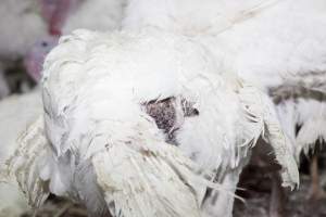 Australian turkey farming - Close to slaughter weight - Captured at Ingham Turkey Farm, Marulan NSW Australia.