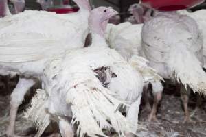 Australian turkey farming - Close to slaughter weight - Captured at Ingham Turkey Farm, Marulan NSW Australia.