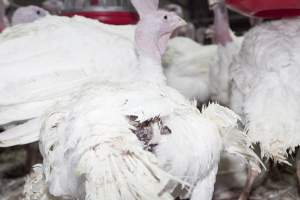 Australian turkey farming - Close to slaughter weight - Captured at Ingham Turkey Farm, Marulan NSW Australia.