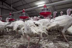 Australian turkey farming - Close to slaughter weight - Captured at Ingham Turkey Farm, Marulan NSW Australia.