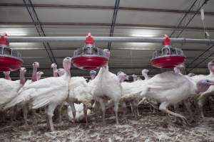 Australian turkey farming - Close to slaughter weight - Captured at Ingham Turkey Farm, Marulan NSW Australia.