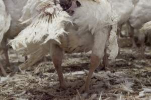 Australian turkey farming - Close to slaughter weight - Captured at Ingham Turkey Farm, Marulan NSW Australia.