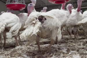 Australian turkey farming - Close to slaughter weight - Captured at Ingham Turkey Farm, Marulan NSW Australia.