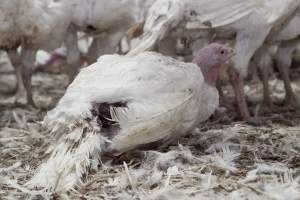 Australian turkey farming - Close to slaughter weight - Captured at Ingham Turkey Farm, Marulan NSW Australia.