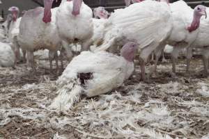 Australian turkey farming - Close to slaughter weight - Captured at Ingham Turkey Farm, Marulan NSW Australia.