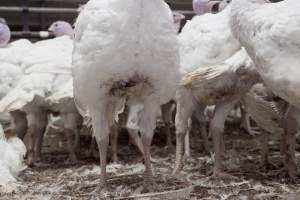 Australian turkey farming - Close to slaughter weight - Captured at Ingham Turkey Farm, Marulan NSW Australia.