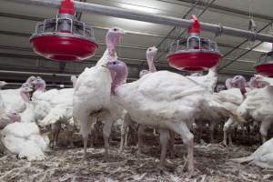 Australian turkey farming - Close to slaughter weight - Captured at Ingham Turkey Farm, Marulan NSW Australia.