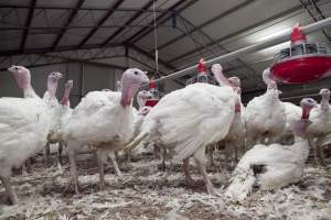 Australian turkey farming - Close to slaughter weight - Captured at Ingham Turkey Farm, Marulan NSW Australia.