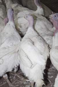 Australian turkey farming, 2012