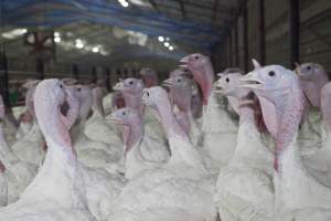 Australian turkey farming - Close to slaughter weight - Captured at Ingham Turkey Farm, Marulan NSW Australia.