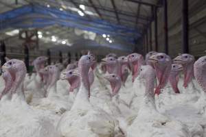 Australian turkey farming, 2012