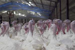 Australian turkey farming - Close to slaughter weight - Captured at Ingham Turkey Farm, Marulan NSW Australia.