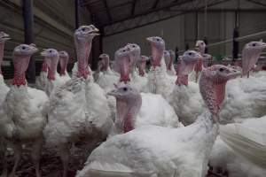 Australian turkey farming - Close to slaughter weight - Captured at Ingham Turkey Farm, Marulan NSW Australia.