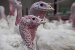 Australian turkey farming - Close to slaughter weight - Captured at Ingham Turkey Farm, Marulan NSW Australia.