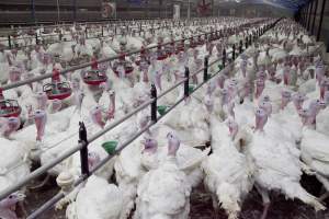 Australian turkey farming - Close to slaughter weight - Captured at Ingham Turkey Farm, Marulan NSW Australia.