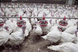 Australian turkey farming - Close to slaughter weight - Captured at Ingham Turkey Farm, Marulan NSW Australia.