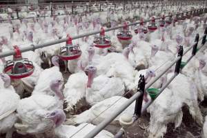 Australian turkey farming - Close to slaughter weight - Captured at Ingham Turkey Farm, Marulan NSW Australia.