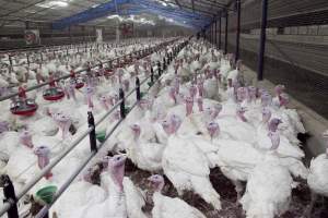 Australian turkey farming - Close to slaughter weight - Captured at Ingham Turkey Farm, Marulan NSW Australia.