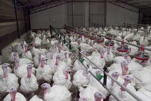 Australian turkey farming - Close to slaughter weight - Captured at Ingham Turkey Farm, Marulan NSW Australia.