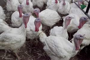 Australian turkey farming - Close to slaughter weight - Captured at Ingham Turkey Farm, Marulan NSW Australia.