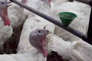 Australian turkey farming - Close to slaughter weight - Captured at Ingham Turkey Farm, Marulan NSW Australia.