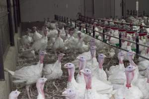 Australian turkey farming, 2012