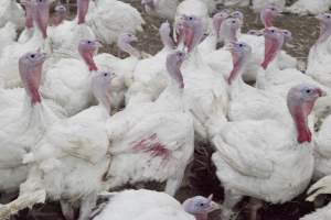 Australian turkey farming - Close to slaughter weight - Captured at Ingham Turkey Farm, Marulan NSW Australia.