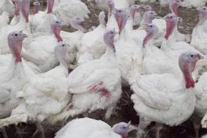 Australian turkey farming, 2012