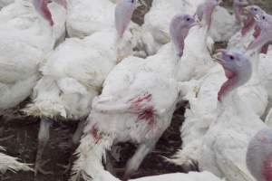 Australian turkey farming - Close to slaughter weight - Captured at Ingham Turkey Farm, Marulan NSW Australia.