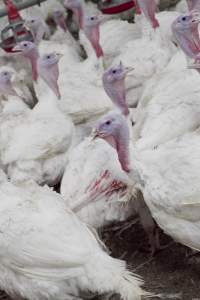 Australian turkey farming - Close to slaughter weight - Captured at Ingham Turkey Farm, Marulan NSW Australia.