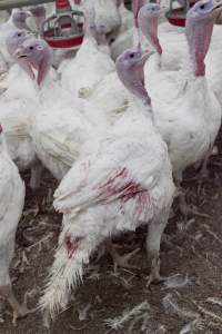 Australian turkey farming - Close to slaughter weight - Captured at Ingham Turkey Farm, Marulan NSW Australia.