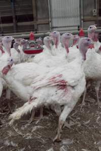 Australian turkey farming - Close to slaughter weight - Captured at Ingham Turkey Farm, Marulan NSW Australia.