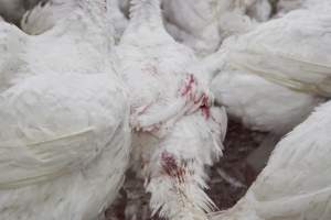 Australian turkey farming - Close to slaughter weight - Captured at Ingham Turkey Farm, Marulan NSW Australia.