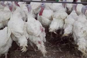 Australian turkey farming - Close to slaughter weight - Captured at Ingham Turkey Farm, Marulan NSW Australia.