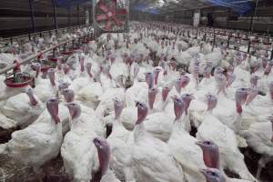 Australian turkey farming - Close to slaughter weight - Captured at Ingham Turkey Farm, Marulan NSW Australia.