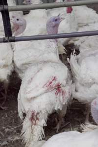 Australian turkey farming - Close to slaughter weight - Captured at Ingham Turkey Farm, Marulan NSW Australia.