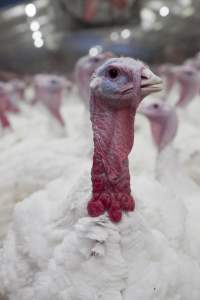 Australian turkey farming - Close to slaughter weight - Captured at Ingham Turkey Farm, Marulan NSW Australia.